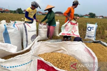 Mentan: NTP Juli 2026 capai 127,84, kesejahteraan petani menguat