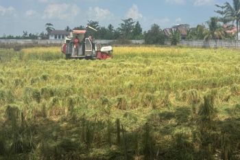 Seluas 6.691 ha lahan pertanian di Kalsel terdampak kekeringan
