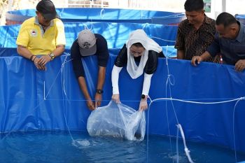 Pemkot Palu kembangkan budidaya bioflok perkuat ketahanan pangan