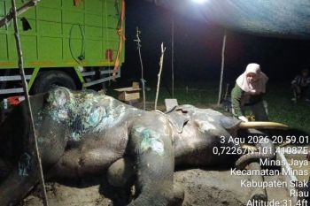 Jovi, seekor gajah jantan binaan PLG Minas mati akibat komplikasi di usia 46 tahun