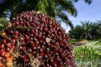 Harga TBS kelapa sawit petani Riau naik, hampir Rp4.000 per kilogram