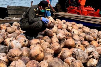 Karantina Kepri: Benih kelapa Natuna diminati untuk perkebunan