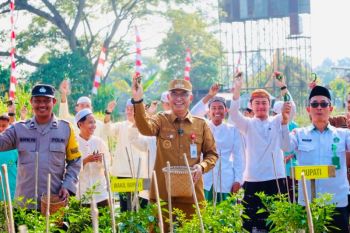 Wabup HSU hadiri panen cabai di Ponpes Darussalam