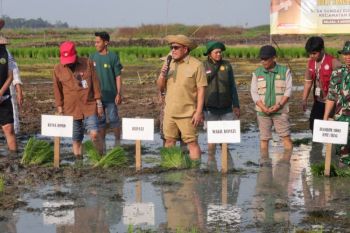 Bupati HSU pimpin tanam padi dan siapkan 700 Ha lahan