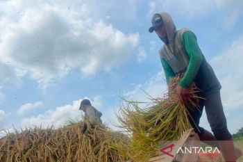 Dinas Ketahanan Pangan Kuningan dampingi petani sesuaikan pola tanam musim kemarau