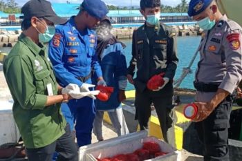 BKSDA Maluku amankan 110 kilogram daging rusa asal Papua Barat di Pelabuhan Bula