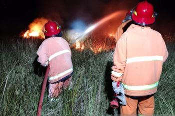 Pemkab Jayawijaya padamkan kebakaran hutan di Distrik Pugima