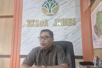 BKSDA Jambi ajak elemen masyarakat jaga kelestarian gajah sumatra