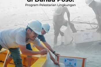 Poso Energy kembali lakukan restocking ikan sidat di Danau Poso untuk lestarikan keanekaragaman hayati
