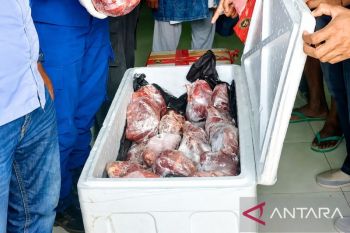BKHIT Maluku gagalkan penyelundupan 110 Kg daging rusa timor tanpa dokumen
