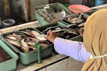 DKPP Kota Madiun pantau mutu dan ketersediaan komoditas ikan di pasar