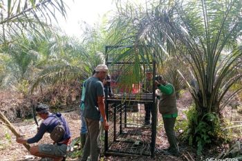 Serang warga Desa Pangkalan Gondai, BB KSDA Riau pasang kandang jebak beruang madu