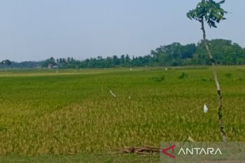 Distan Cilacap prediksi puncak panen padi pada Agustus mencapai 24.000 ha