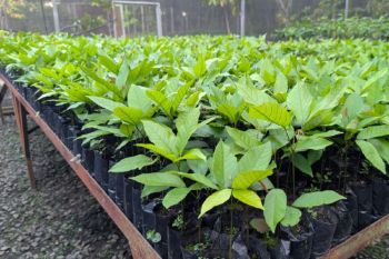 BPDAS Mamberamo bagikan seribu bibit tanaman jelang HUT RI di Papua