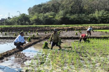 Mentan Amran tinjau sawah dan berikan traktor ke petani di Semarang