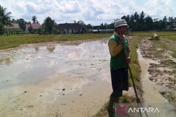 Tingkat pengangguran di Kaltim turun berkat serapan sektor pertanian