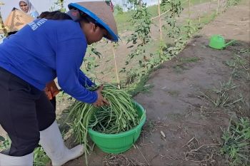 Produksi hortikultura warga binaan Sulteng capai 27,21 ton