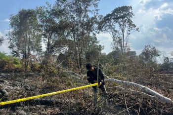 Polres Pelalawan tetapkan tersangka pembakar lahan Kerumutan