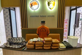 Polda Babel amankan pria simpan 12,8 kilogram ganja di rumah