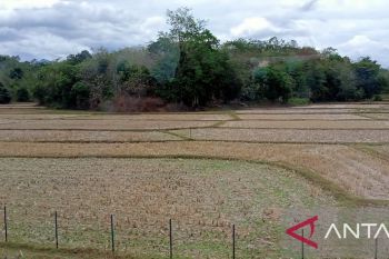Pemprov Sulsel siapkan pompa air untuk sektor pertanian saat kemarau