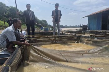 Puluhan ton ikan keramba mati diduga akibat Sungai Batanghari tercemar