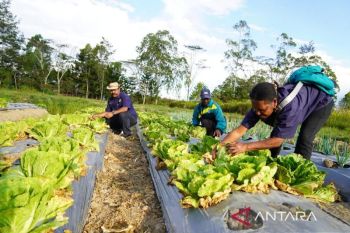 Pemprov Papua Pegunungan perkuat sektor pertanian guna wujudkan swasembada pangan
