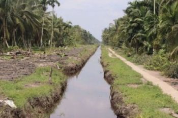 Program peremajaan kelapa di Riau sudah tahap penanaman mencapai 2.143 hektare