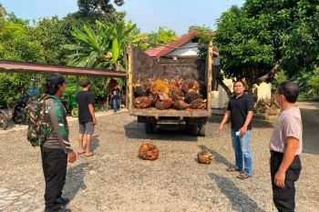Polsek Tanjung ciduk pelaku pencurian buah kelapa sawit