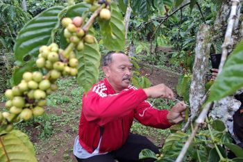 Disbun Lampung perkuat pengawasan peredaran benih guna tingkatkan produksi
