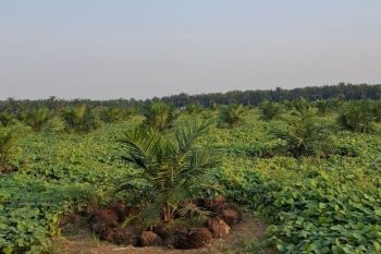 Disbun Lampung sebut penangkar benih tersertifikasi upaya lindungi petani