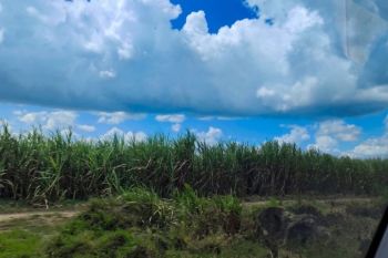 Dukung swasembada gula, Lampung kembangkan tebu seluas 13 ribu ha