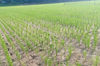 DPKP Pandeglang lakukan pompanisasi untuk selamatkan sawah kekeringan