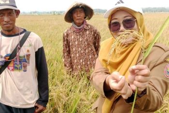Batang perluas budi daya tanam padi biosalin