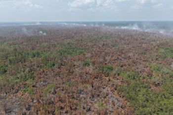10 provinsi di Indonesia dikepung karhutla sepanjang pekan pertama Agustus 2026