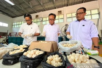 BPK Pontianak musnahkan 1.190 telur penyu