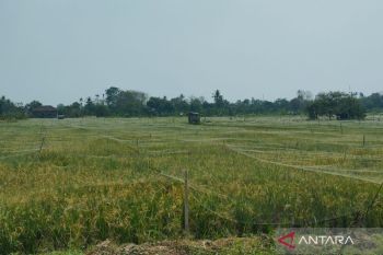 1.084 hektare tanaman padi di Demak berpotensi puso