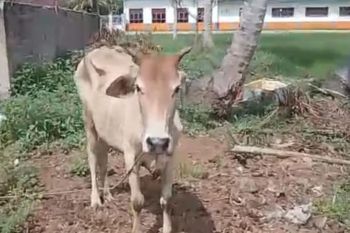 Polres Simalungun ringkus pelaku pencurian sapi di Ujung Padang