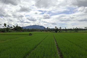 Luas tambah tanam Lampung hingga Juli capai 439.660 Ha