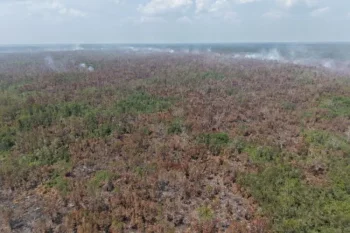 Disbun Sumsel minta perusahaan perkuat mitigasi karhutla pascakebakaran di OKI