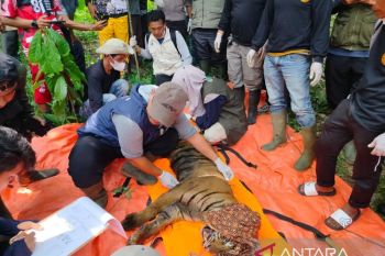 Harimau masuk kandang jebak BKSDA Sumbar di Agam diberi nama Sari Palita