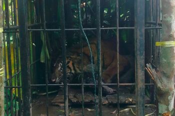 Harimau sumatra berhasil masuk kandang jebak BKSDA Sumbar