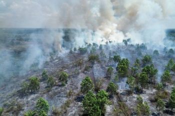 BKSDA Sampit ingatkan efek domino karhutla pada sektor pertanian
