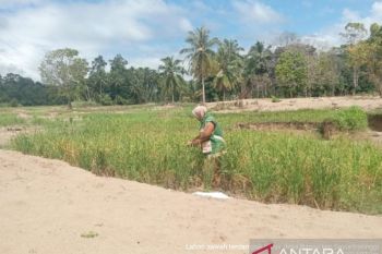 Di Tapsel sawah hancur diterjang banjir, Yanti kini berjuang hidupi lima anak