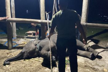 Kemenhut umumkan kematian gajah Yuna diduga akibat virus EEHV