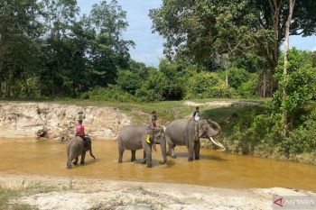 Hari Gajah 2026: Merawat eksistensi gajah nusantara