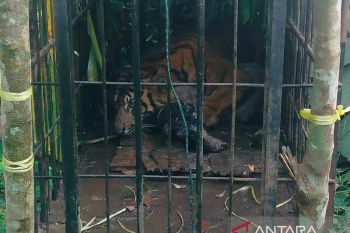 Massa akan Datangi KPU