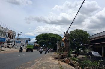 Cegah korban jiwa, DLH Aceh Besar gerak cepat tebang pohon rawan tumbang