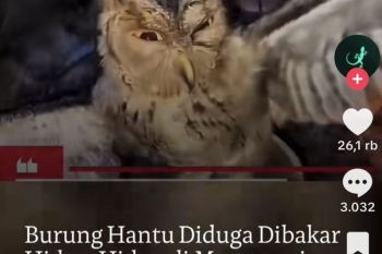 Polisi mengamankan tiga pria terkait pembakaran burung hantu di NTT