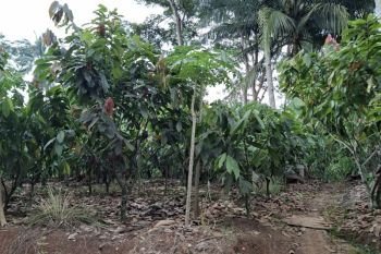 Disbun Lampung catat produksi kakao capai 49.109 ton
