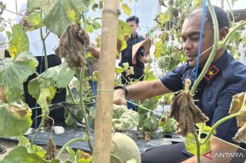 Kanwil Imigrasi Jambi panen enam ton melon di tengah kemarau